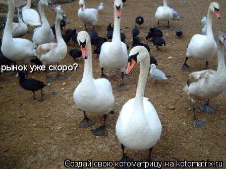 рынок уже скоро?... Котоматрица: рынок уже скоро?