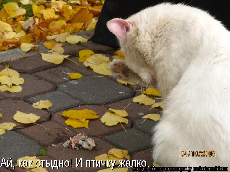 Ай, как стыдно! И птичку жалко...... Котоматрица: Ай, как стыдно! И птичку жалко...