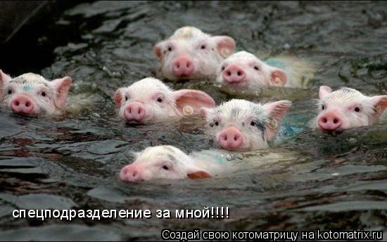 спецподразделение за мной!!!!... Котоматрица: спецподразделение за мной!!!!