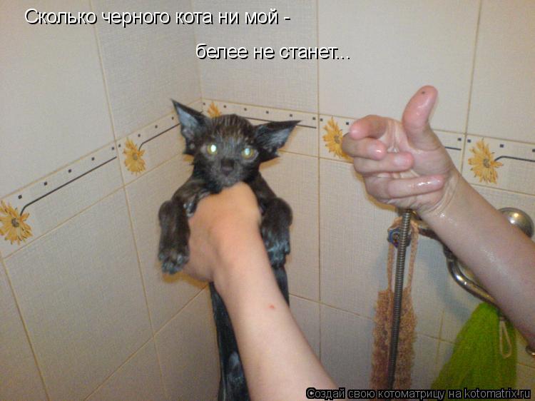Сколько черного кота ни мой - белее не станет...... Котоматрица: Сколько черного кота ни мой - белее не станет...