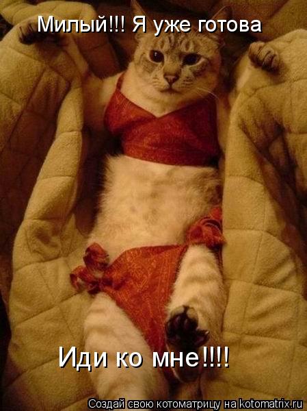 Котоматрица: Милый!!! Я уже готова Иди ко мне!!!!