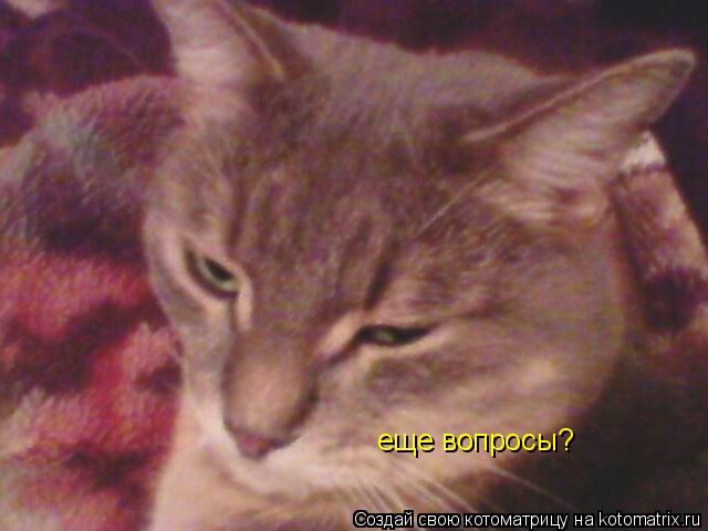 еще вопросы?... Котоматрица: еще вопросы?