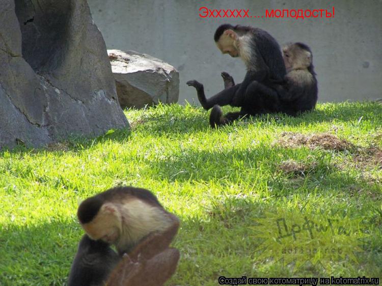 Эхххххх....молодость!... Котоматрица: Эхххххх....молодость!