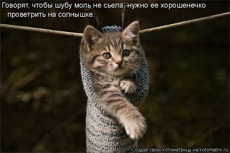 Говорят, чтобы шубу моль не сьела, нужно ее хорошенечко проветрить на солнышке.... Котоматрица: Говорят, чтобы шубу моль не сьела, нужно ее хорошенечко проветрить на солнышке.