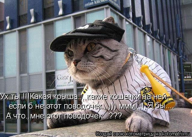 Ух ты !!!Какая крыша...,какие кошечки на ней, если б не этот поводочек...))) ммм...!, А что..мне этот... Котоматрица: Ух ты !!!Какая крыша...,какие кошечки на ней, если б не этот поводочек...))) ммм...!, А что..мне этот поводочек...??? Я бы....