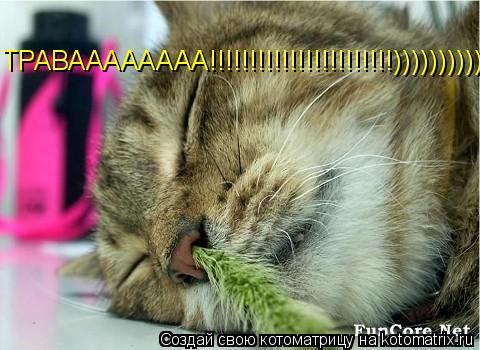 ТРАВАААААААА!!!!!!!!!!!!!!!!!!!!!!!))))))))))))))))))))))... Котоматрица: ТРАВАААААААА!!!!!!!!!!!!!!!!!!!!!!!))))))))))))))))))))))