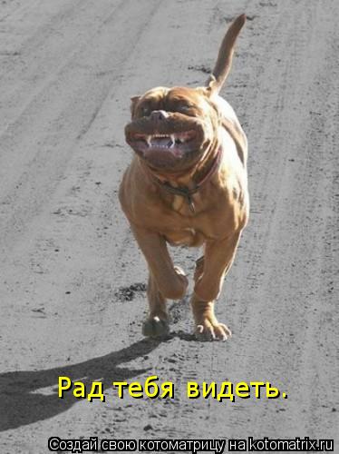 Котоматрица: Рад тебя видеть.