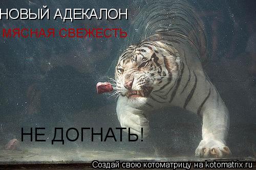 НОВЫЙ АДЕКАЛОН МЯСНАЯ СВЕЖЕСТЬ НЕ ДОГНАТЬ!... Котоматрица: НОВЫЙ АДЕКАЛОН МЯСНАЯ СВЕЖЕСТЬ НЕ ДОГНАТЬ!