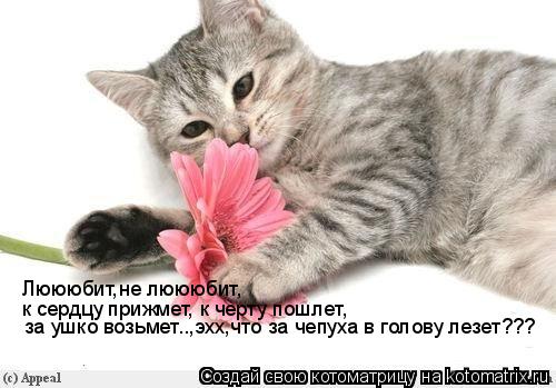 Котоматрица: Люююбит,не люююбит, к сердцу прижмет, к черту пошлет, за ушко возьмет..,эхх,что за чепуха в голову лезет???