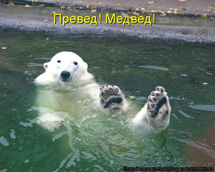 Котоматрица: Превед! Медвед!