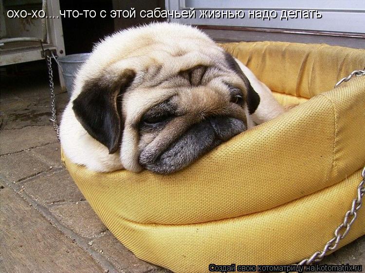 Котоматрица: охо-хо....что-то с этой сабачьей жизнью надо делать