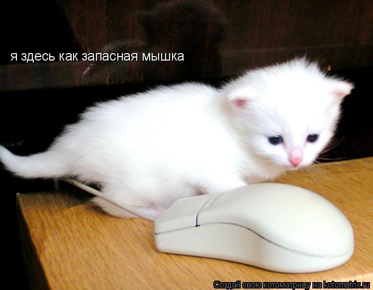 я здесь как запасная мышка... Котоматрица: я здесь как запасная мышка