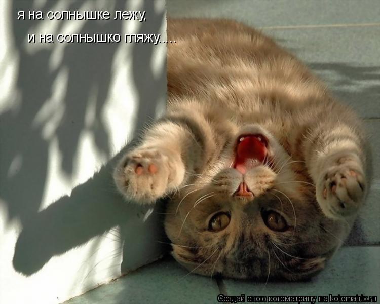 я на солнышке лежу, и на солнышко гляжу........ Котоматрица: я на солнышке лежу, и на солнышко гляжу.....