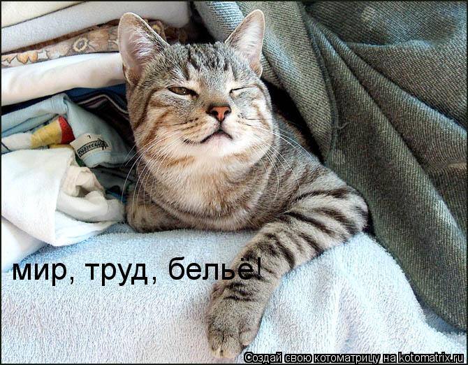 мир, труд, бельё!... Котоматрица: мир, труд, бельё!