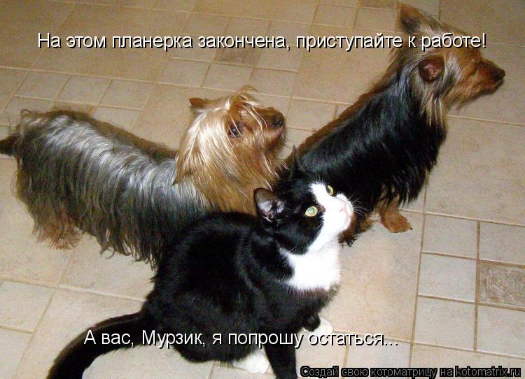 Котоматрица: На этом планерка закончена, приступайте к работе! А вас, Мурзик, я попрошу остаться...