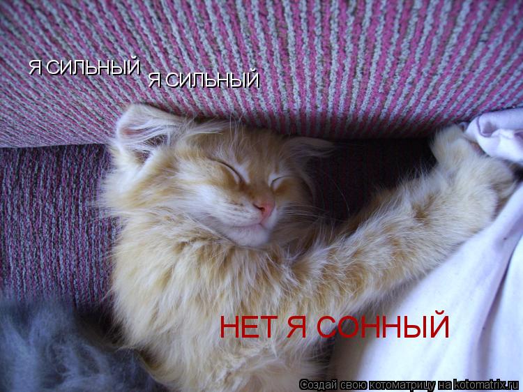 Котоматрица: Я СИЛЬНЫЙ Я СИЛЬНЫЙ НЕТ Я СОННЫЙ