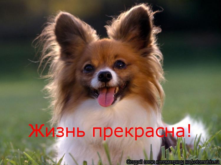 Котоматрица: Жизнь прекрасна!