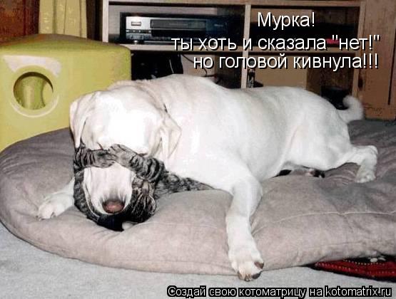 ты хоть и сказала "нет!" но головой кивнула!!! Мурка!... Котоматрица: ты хоть и сказала "нет!" но головой кивнула!!! Мурка!