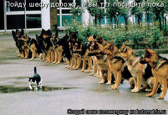 Котоматрица: Пойду шефу доложу, а вы тут посидите пока