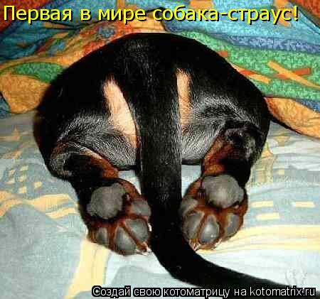 Первая в мире собака-страус!... Котоматрица: Первая в мире собака-страус!