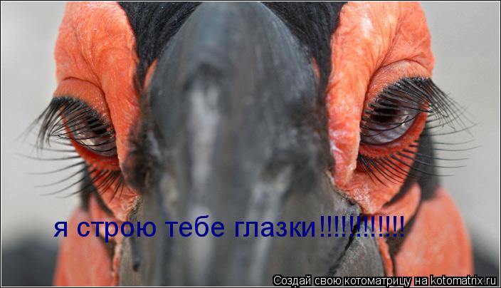 Котоматрица: я строю тебе глазки!!!!!!!!!!!!