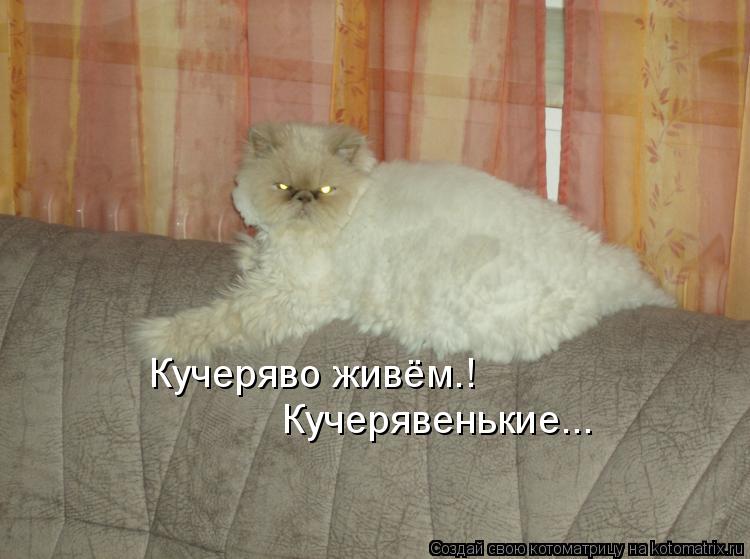 Котоматрица: Кучеряво живём.! Кучерявенькие...