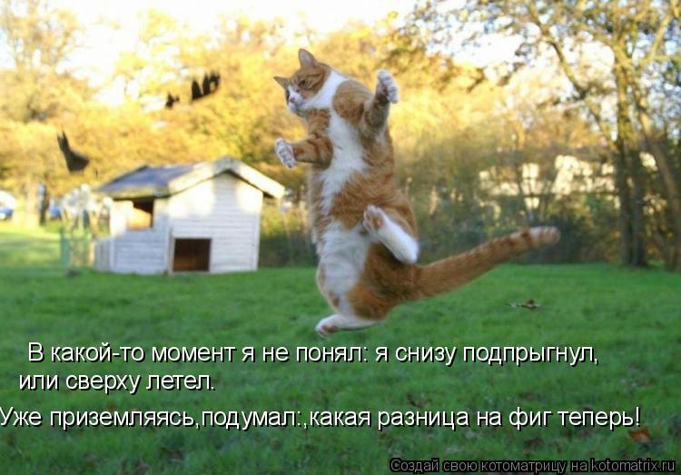В какой-то момент я не понял: я снизу подпрыгнул, или сверху летел. Уже приземляясь,подумал:,какая ра... Котоматрица: В какой-то момент я не понял: я снизу подпрыгнул, или сверху летел. Уже приземляясь,подумал:,какая разница на фиг теперь!