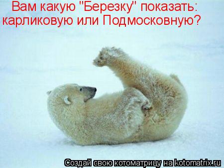 Котоматрица: Вам какую "Березку" показать: карликовую или Подмосковную?