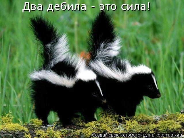 Два дебила - это сила!... Котоматрица: Два дебила - это сила!