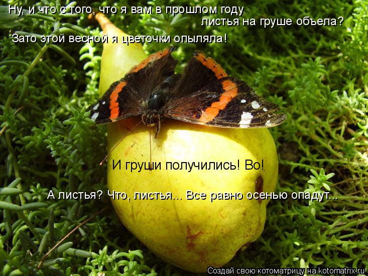 Ну, и что с того, что я вам в прошлом году листья на груше объела? И груши получились! Во! Зато этой... Котоматрица: Ну, и что с того, что я вам в прошлом году листья на груше объела? И груши получились! Во! Зато этой весной я цветочки опыляла! А листья? Что, ли
