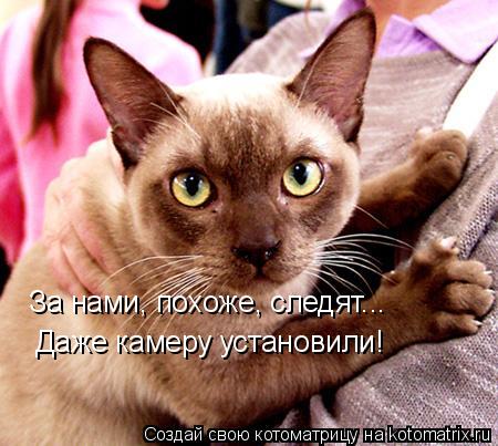 За нами, похоже, следят... Даже камеру установили!... Котоматрица: За нами, похоже, следят... Даже камеру установили!