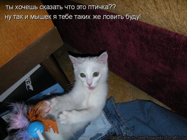 ты хочешь сказать что это птичка?? ну так и мышек я тебе таких же ловить буду!... Котоматрица: ты хочешь сказать что это птичка?? ну так и мышек я тебе таких же ловить буду!