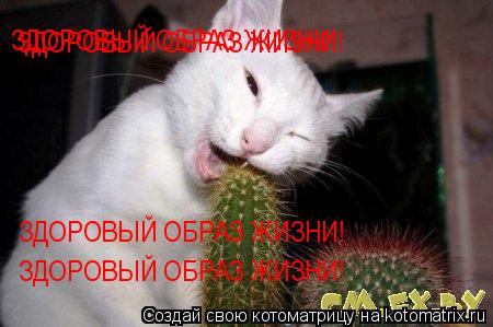 ЗДОРОВЫЙ ОБРАЗ ЖИЗНИ! ЗДОРОВЫЙ ОБРАЗ ЖИЗНИ! ЗДОРОВЫЙ ОБРАЗ ЖИЗНИ! ЗДОРОВЫЙ ОБРАЗ ЖИЗНИ!... Котоматрица: ЗДОРОВЫЙ ОБРАЗ ЖИЗНИ! ЗДОРОВЫЙ ОБРАЗ ЖИЗНИ! ЗДОРОВЫЙ ОБРАЗ ЖИЗНИ! ЗДОРОВЫЙ ОБРАЗ ЖИЗНИ!