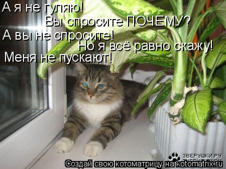 А я не гуляю! Вы спросите ПОЧЕМУ? А вы не спросите! Но я всё равно скажу! Меня не пускают!... Котоматрица: А я не гуляю! Вы спросите ПОЧЕМУ? А вы не спросите! Но я всё равно скажу! Меня не пускают!