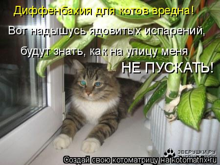 Диффенбахия для котов вредна! Вот надышусь ядовитых испарений, будут знать, как на улицу меня НЕ ПУС... Котоматрица: Диффенбахия для котов вредна! Вот надышусь ядовитых испарений, будут знать, как на улицу меня НЕ ПУСКАТЬ!