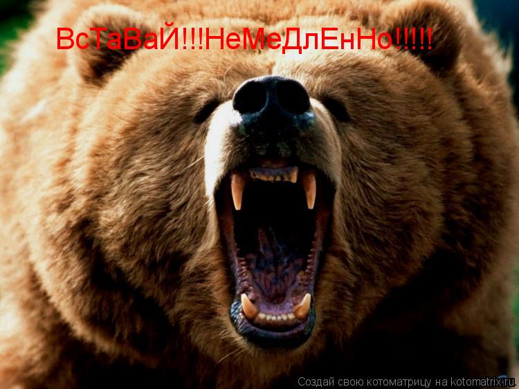 ВсТаВаЙ!!!НеМеДлЕнНо!!!!!... Котоматрица: ВсТаВаЙ!!!НеМеДлЕнНо!!!!!