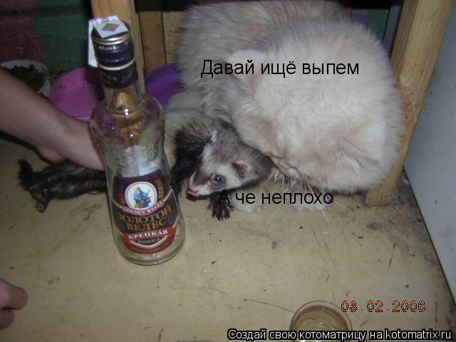 Давай ищё выпем А че неплохо... Котоматрица: Давай ищё выпем А че неплохо
