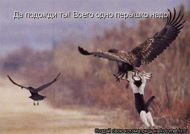 Да подожди ты! Всего одно перышко надо!... Котоматрица: Да подожди ты! Всего одно перышко надо!