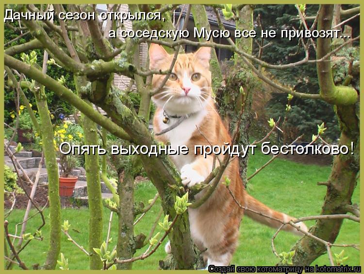 Котоматрица: Дачный сезон открылся, а соседскую Мусю все не привозят... Опять выходные пройдут бестолково!