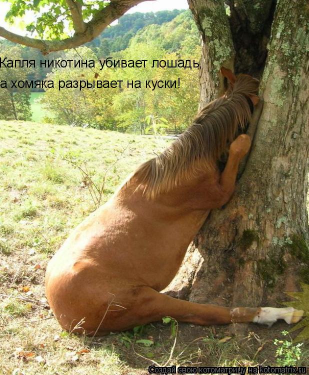 Котоматрица: Капля никотина убивает лошадь,  а хомяка разрывает на куски!