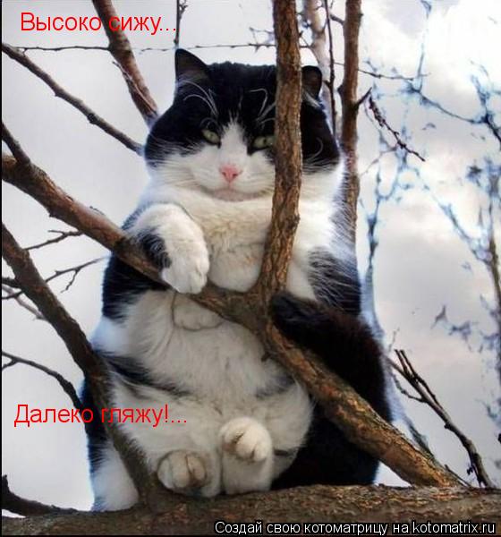 Высоко сижу... Далеко гляжу!...... Котоматрица: Высоко сижу... Далеко гляжу!...