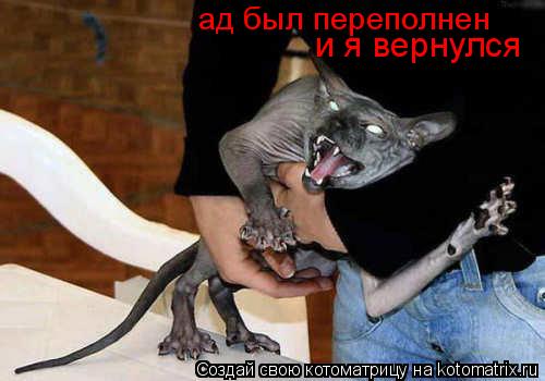 Котоматрица: ад был переполнен и я вернулся