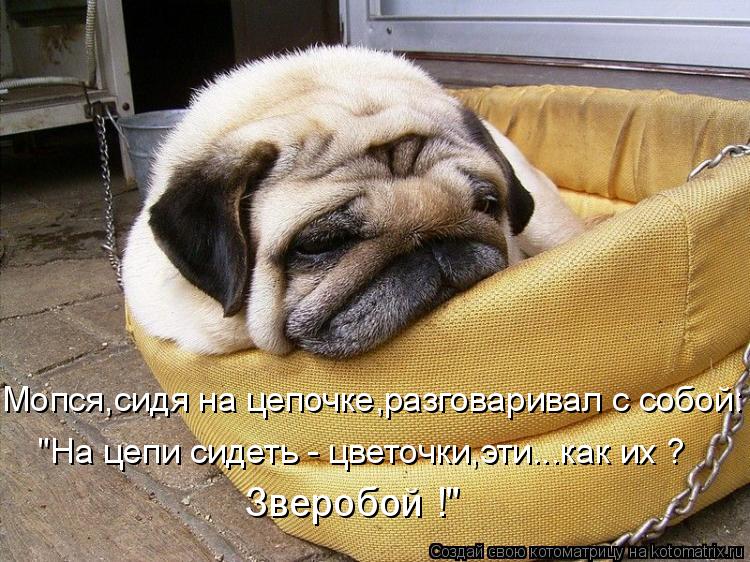 Зверобой !" Мопся,сидя на цепочке,разговаривал с собой: "На цепи сидеть - цветочки,эти...как их ?... Котоматрица: Зверобой !" Мопся,сидя на цепочке,разговаривал с собой: "На цепи сидеть - цветочки,эти...как их ?