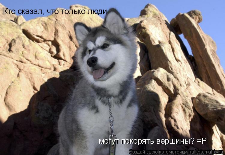 Котоматрица: Кто сказал, что только люди могут покорять вершины? =Р