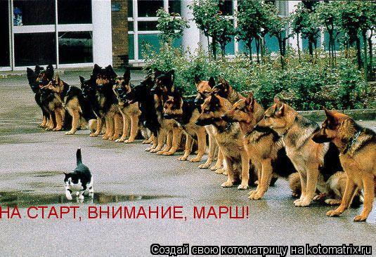 Котоматрица: НА СТАРТ, ВНИМАНИЕ, МАРШ!
