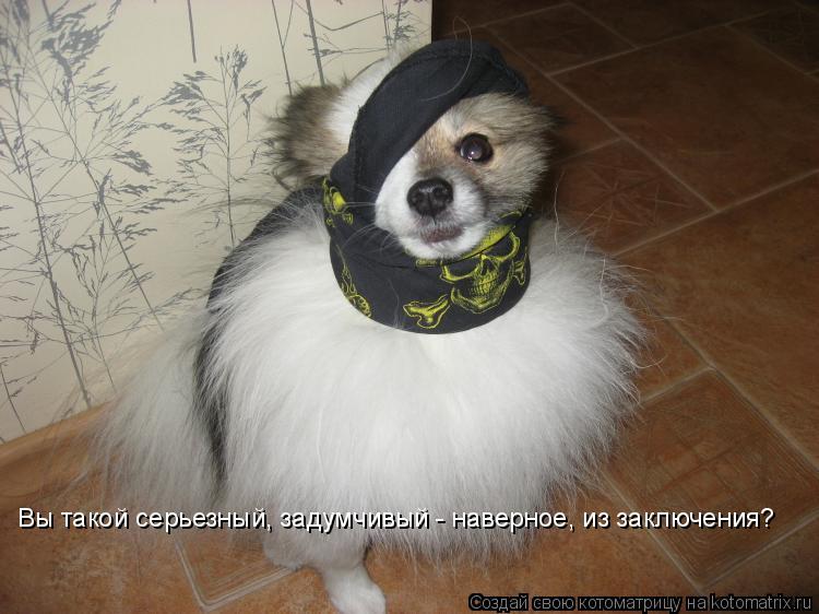 Вы такой серьезный, задумчивый - наверное, из заключения?... Котоматрица: Вы такой серьезный, задумчивый - наверное, из заключения?
