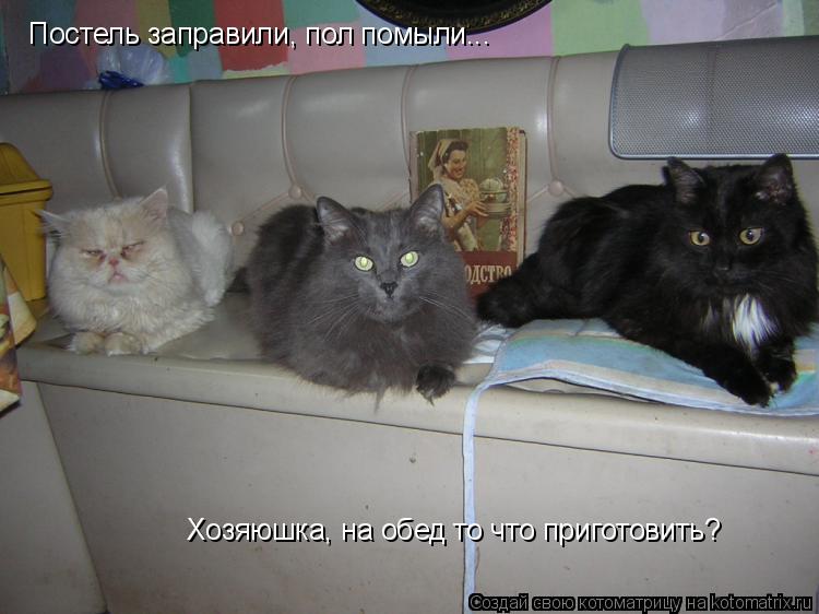 Постель заправили, пол помыли... Хозяюшка, на обед то что приготовить?... Котоматрица: Постель заправили, пол помыли... Хозяюшка, на обед то что приготовить?