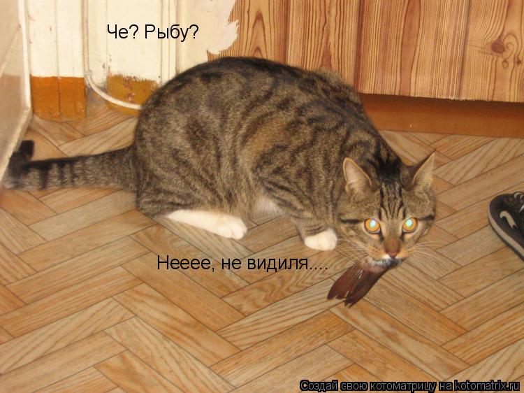 Че? Рыбу? Нееее, не видиля....... Котоматрица: Че? Рыбу? Нееее, не видиля....