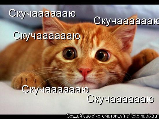 Скучааааааю Скучааааааю Скучааааааю Скучааааааю Скучааааааю... Котоматрица: Скучааааааю Скучааааааю Скучааааааю Скучааааааю Скучааааааю