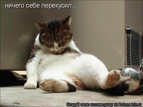 ничего себе перекусил...... Котоматрица: ничего себе перекусил...